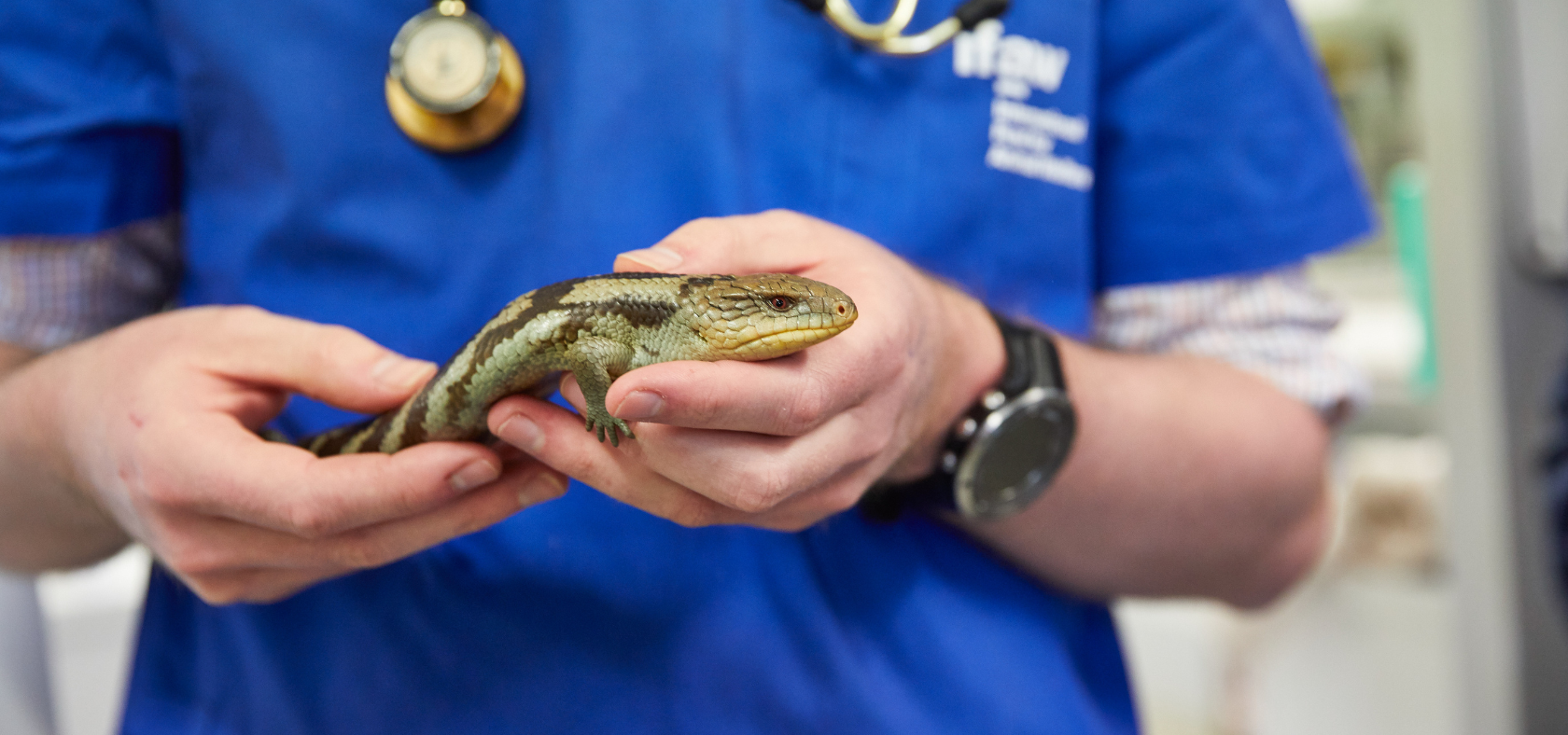 How to Collect a Reptile Cytology Sample for Veterinary Diagnostics